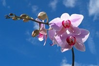 Orchidee - ein im Buddhismus häufig verwendetes Symbol für Sinnlichkeit und Erotik
